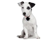 Kamera pro psy i kočky EYENIMAL PET CAM - kvalitně