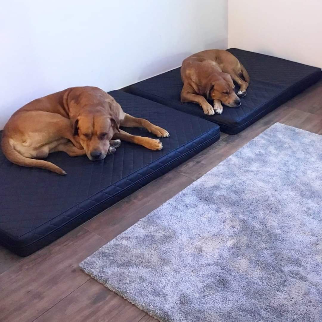 Odolná matrace pro psy